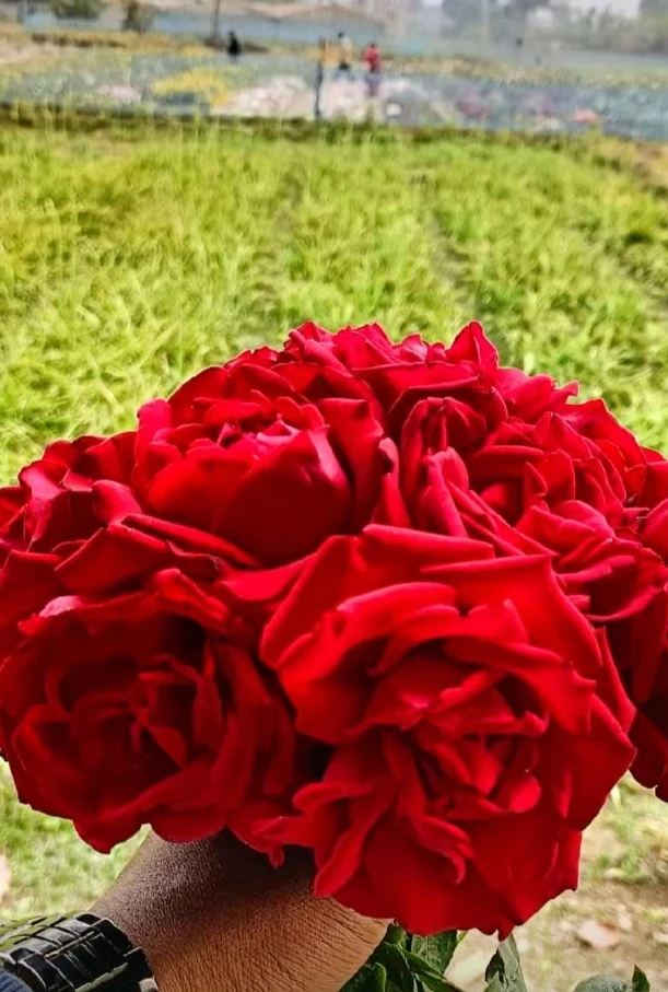 Shahin Molla